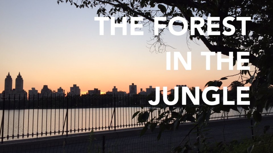 The Forest in the Jungle – a NYC trail running short
