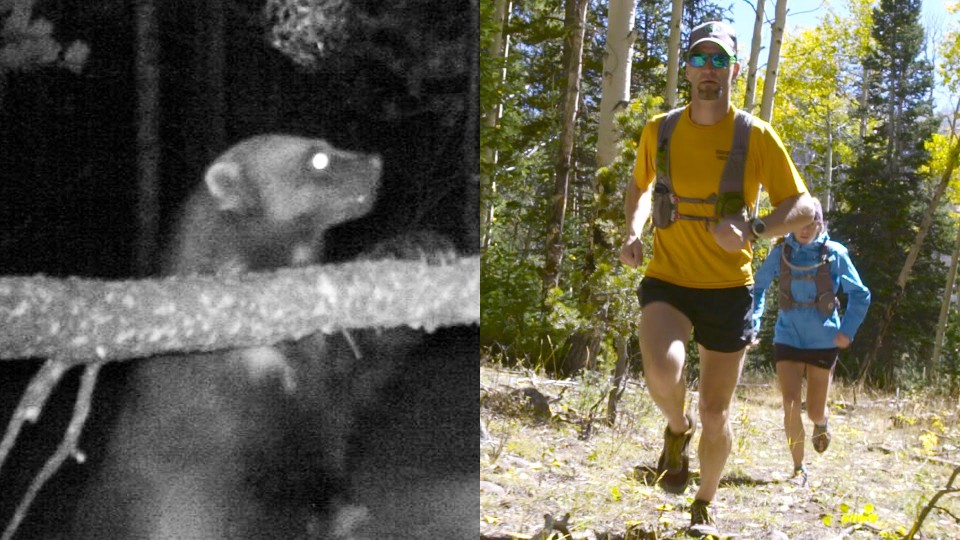 Chasing Wolverines With Help From Ultra-Runners